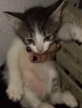 Bebês 