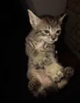 Bebês 