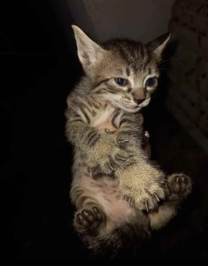 Gato ra a  idade Abaixo de 2 meses nome Bebês 