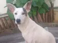 Chico
