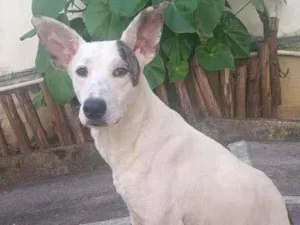 Cachorro raça SRD idade 1 ano nome Chico