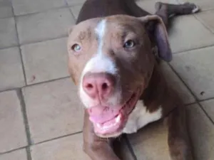 Cachorro raça Pitbull idade 2 a 6 meses nome Bradock