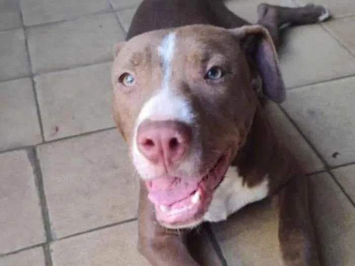 Cachorro ra a Pitbull idade 2 a 6 meses nome Bradock