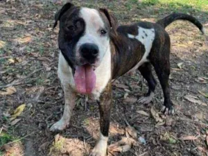 Cachorro raça Pitbull idade 2 anos nome Bolt