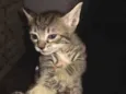 Bebês 