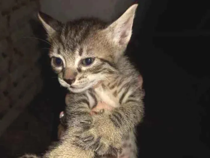 Gato ra a  idade Abaixo de 2 meses nome Bebês 