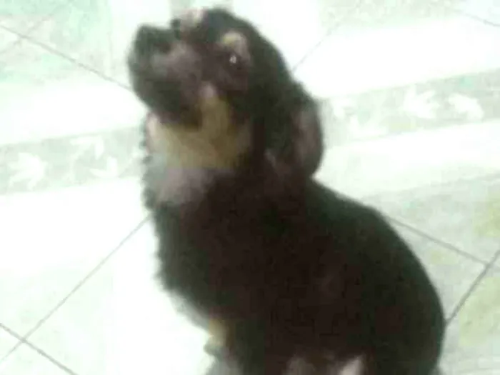 Cachorro ra a Srd idade 2 anos nome Manu
