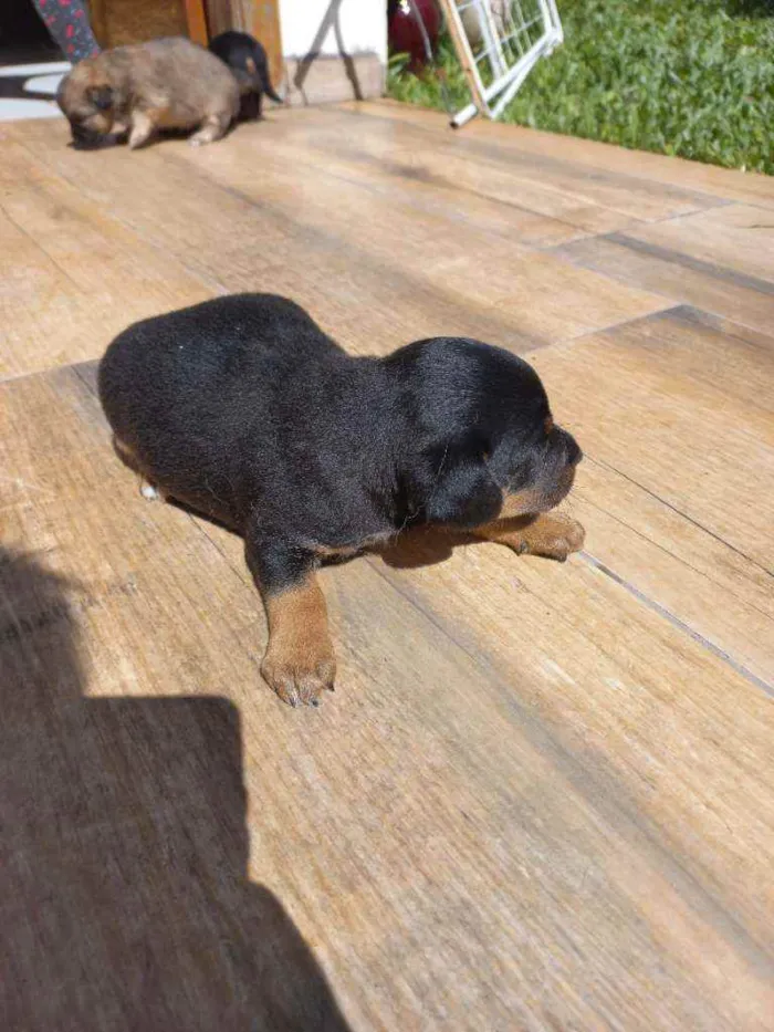 Cachorro ra a Vira-lata  idade Abaixo de 2 meses nome Filhotes