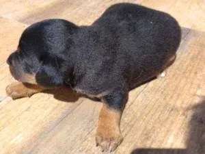 Cachorro raça Vira-lata  idade Abaixo de 2 meses nome Filhotes