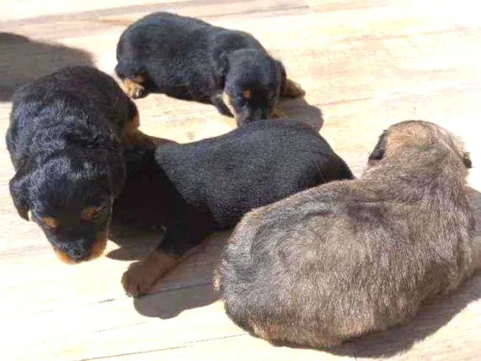 Cachorro ra a Vira-lata  idade Abaixo de 2 meses nome Filhotes