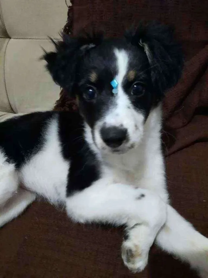 Cachorro raça SRD idade 2 a 6 meses nome Sem nome 