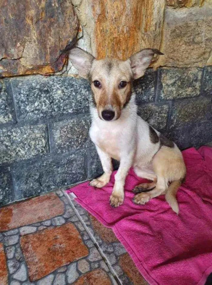 Cachorro ra a SRD idade 1 ano nome Samira