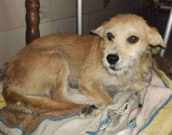 Cachorro ra a SRD idade 2 anos nome Ariel