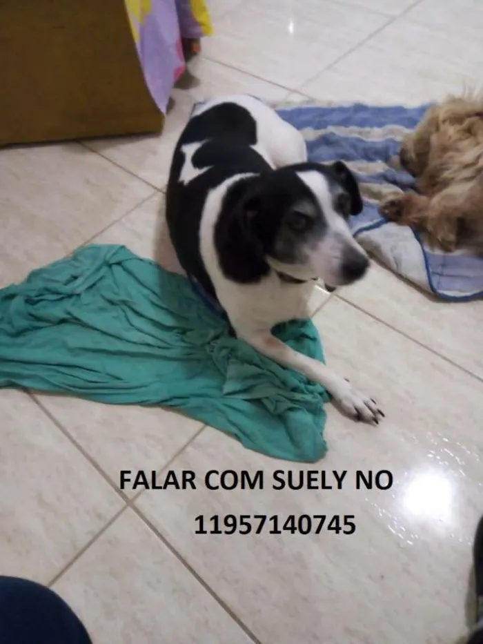 Cachorro raça SRD-ViraLata idade 3 anos nome Elza