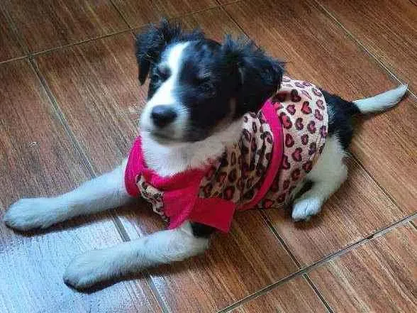 Cachorro raça SRD idade 2 a 6 meses nome Sem nome 