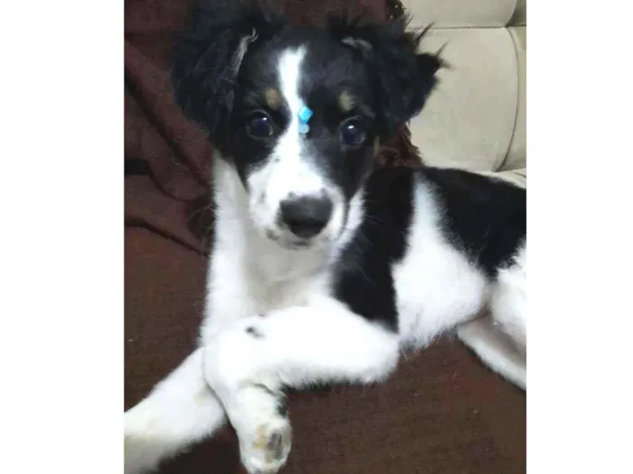 Cachorro raça SRD idade 2 a 6 meses nome Sem nome 