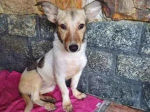 Cachorro raça SRD idade 1 ano nome Samira