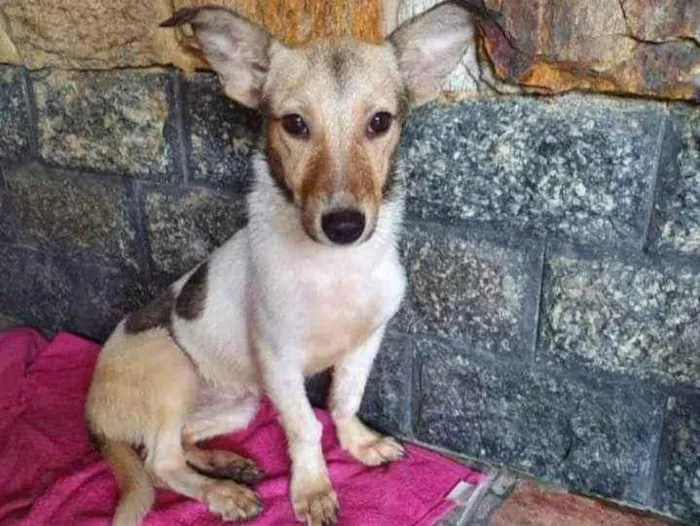 Cachorro ra a SRD idade 1 ano nome Samira