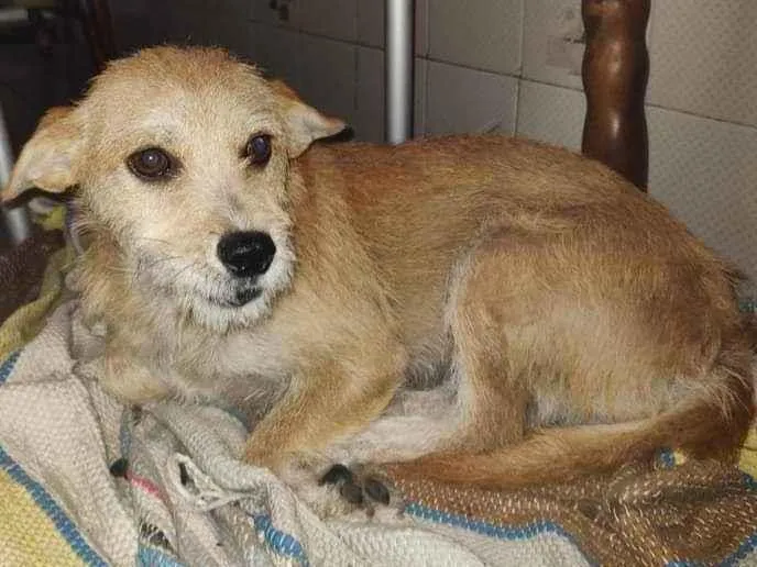 Cachorro ra a SRD idade 2 anos nome Ariel