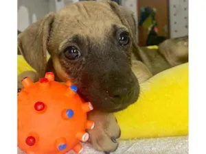 Cachorro raça SRD idade 2 a 6 meses nome Bob