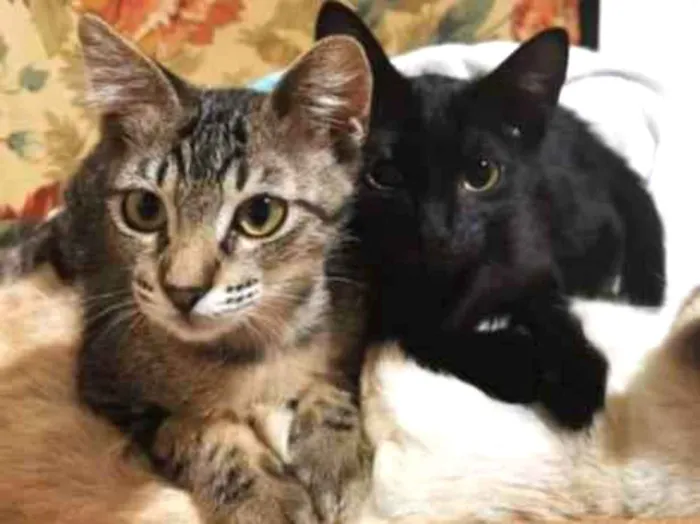 Gato raça SRD-ViraLata idade 2 a 6 meses nome XuXa & Capitu