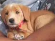 Buba
