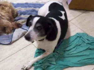 Cachorro raça SRD-ViraLata idade 3 anos nome Elza