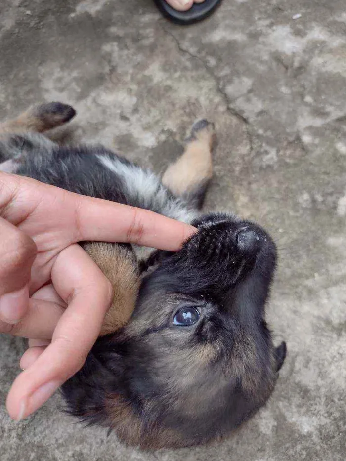 Cachorro ra a SRD idade 2 a 6 meses nome Sem nome