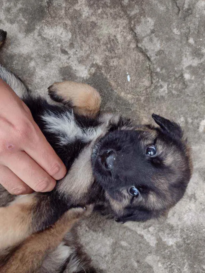 Cachorro ra a SRD idade 2 a 6 meses nome Sem nome