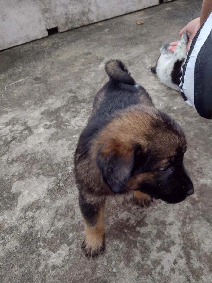 Cachorro ra a SRD idade 2 a 6 meses nome Sem nome