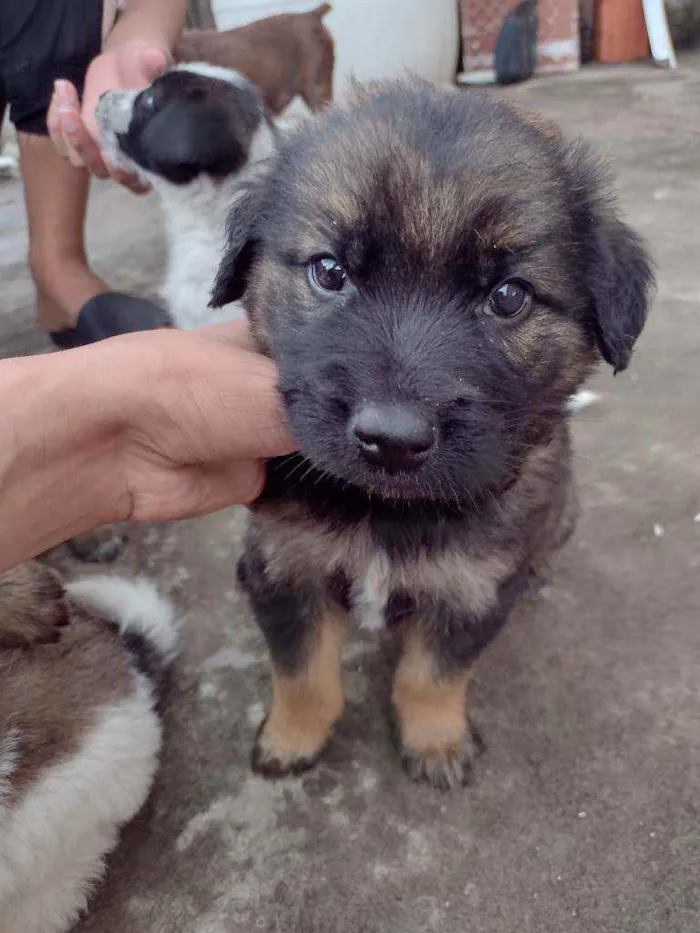Cachorro ra a SRD idade 2 a 6 meses nome Sem nome