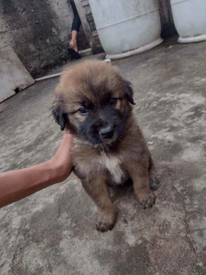 Cachorro ra a SRD idade 2 a 6 meses nome Sem nome