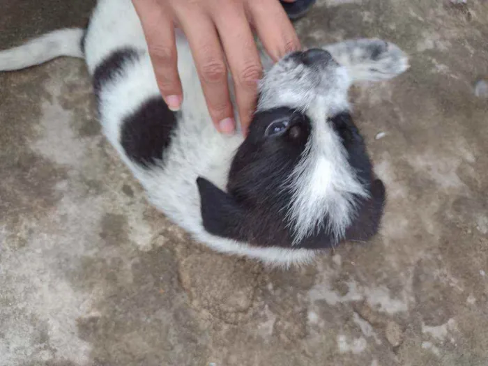 Cachorro ra a SRD idade 2 a 6 meses nome Sem nome 