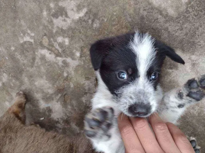 Cachorro ra a SRD idade 2 a 6 meses nome Sem nome 