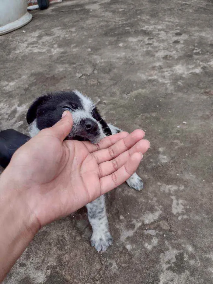 Cachorro ra a SRD idade 2 a 6 meses nome Sem nome 