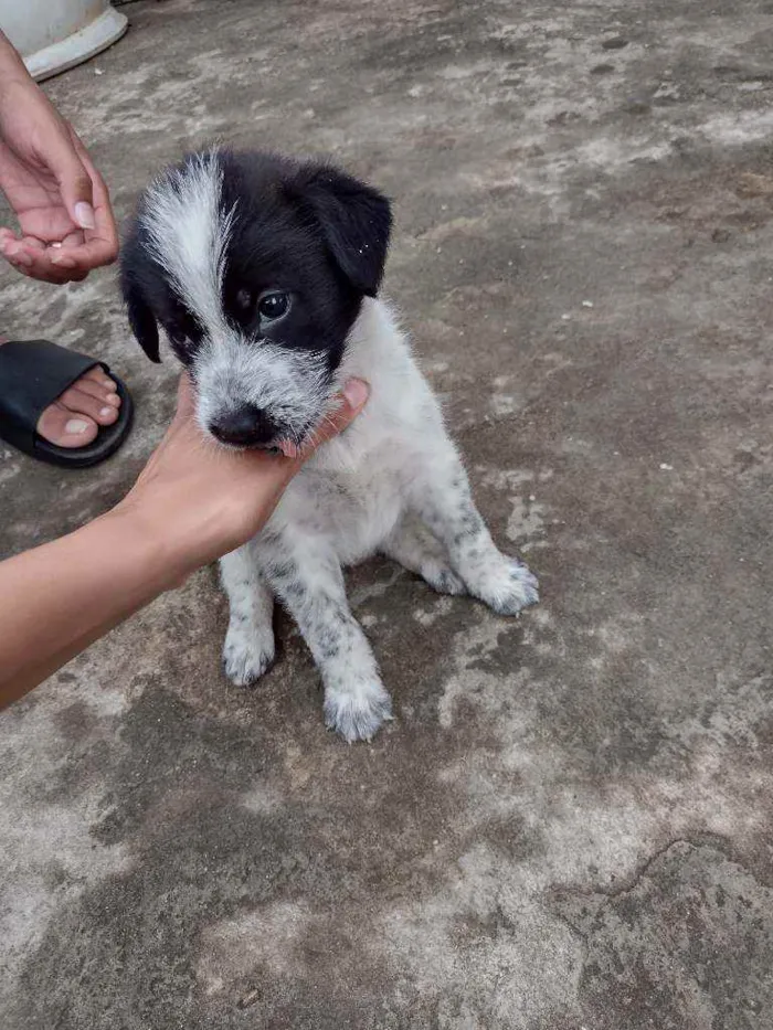 Cachorro ra a SRD idade 2 a 6 meses nome Sem nome 