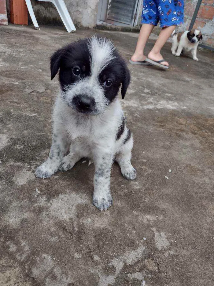 Cachorro ra a SRD idade 2 a 6 meses nome Sem nome 