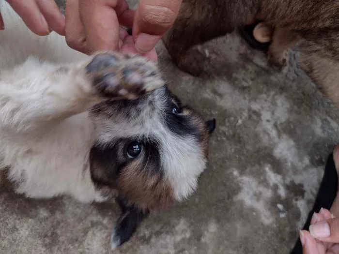 Cachorro ra a SRD idade 2 a 6 meses nome Sem nome