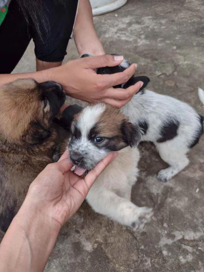 Cachorro ra a SRD idade 2 a 6 meses nome Sem nome