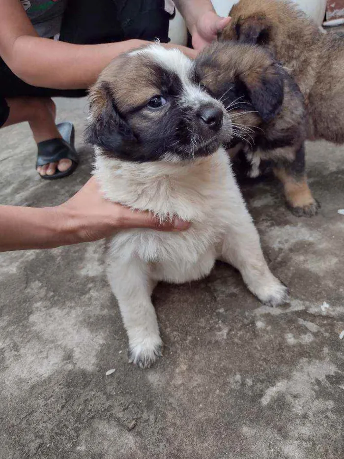 Cachorro ra a SRD idade 2 a 6 meses nome Sem nome