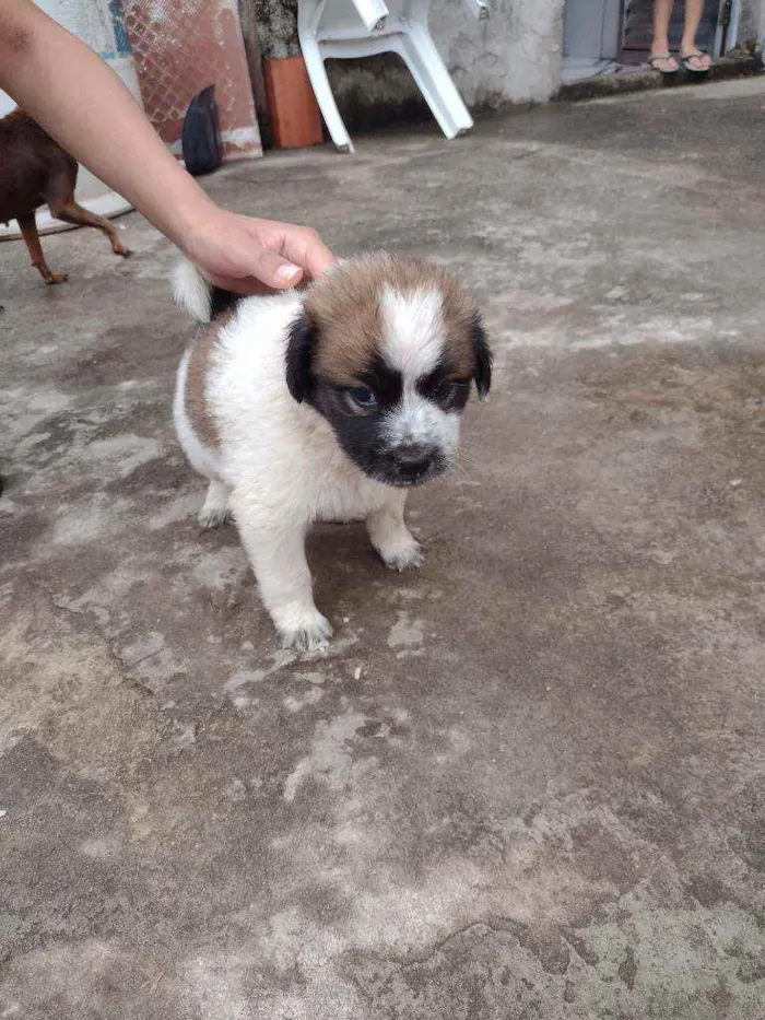 Cachorro ra a SRD idade 2 a 6 meses nome Sem nome