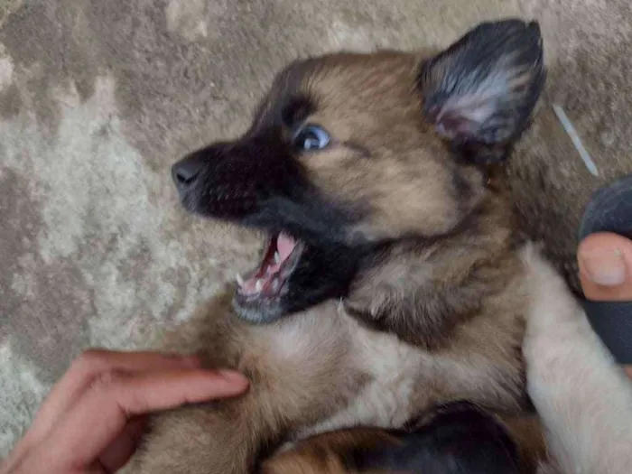 Cachorro ra a SRD idade 2 a 6 meses nome Sem nome