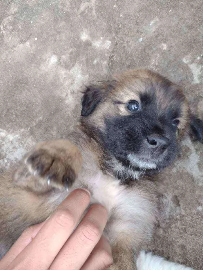 Cachorro ra a SRD idade 2 a 6 meses nome Sem nome