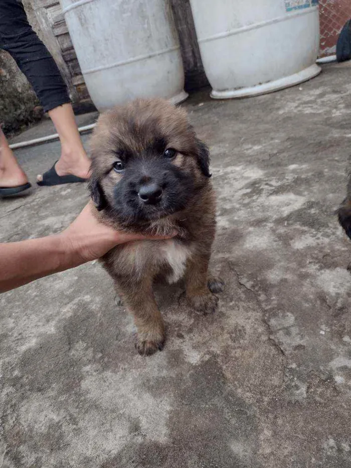 Cachorro ra a SRD idade 2 a 6 meses nome Sem nome