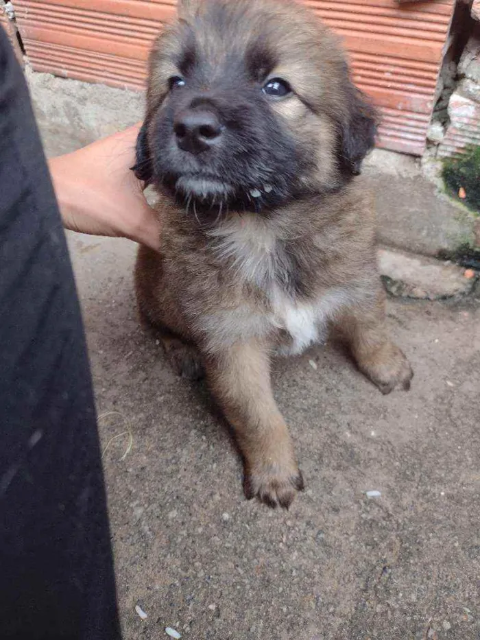 Cachorro ra a SRD idade 2 a 6 meses nome Sem nome