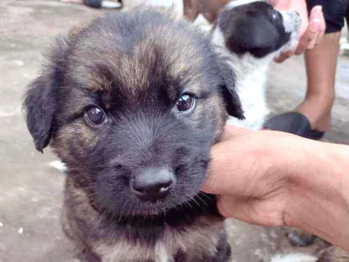 Cachorro ra a SRD idade 2 a 6 meses nome Sem nome