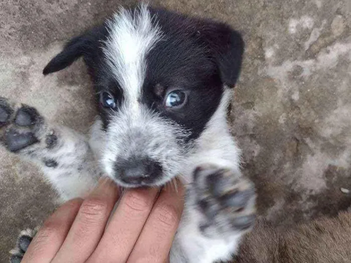Cachorro ra a SRD idade 2 a 6 meses nome Sem nome 