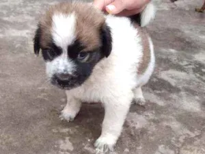 Cachorro raça SRD idade 2 a 6 meses nome Sem nome