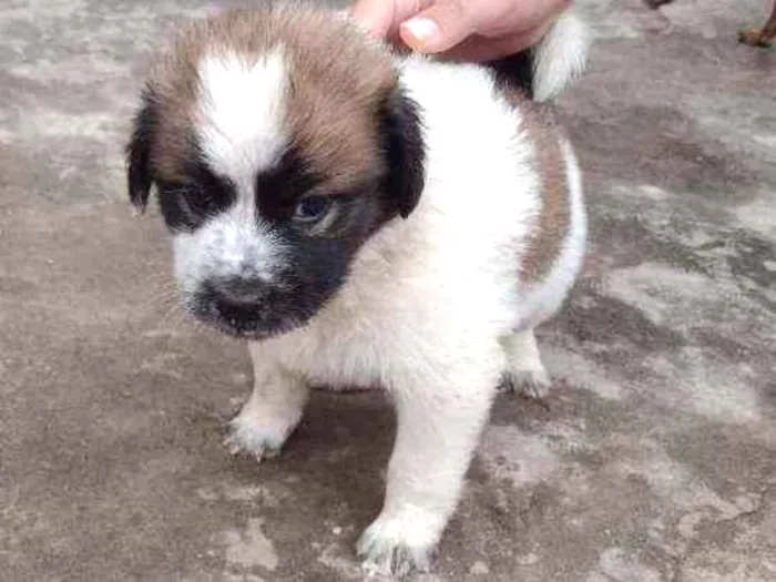 Cachorro ra a SRD idade 2 a 6 meses nome Sem nome