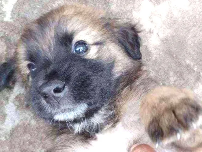 Cachorro ra a SRD idade 2 a 6 meses nome Sem nome